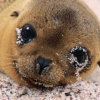 carita foca - GIF, 100x100 pixels, 10 KB
