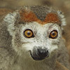 Lemur - JPEG, 100x100 pixels, 17.3 KB