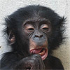 Bonobo - JPEG, 100x100 pixels, 17.9 KB