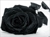 black rose - JPEG, 100x75 pixels, 4.9 KB