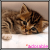 adorable - GIF, 100x100 pixels, 8.4 KB