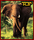 Elefante - GIF, 120x140 pixels, 15.6 KB