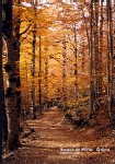 Bosque de Hayas - JPEG, 105x150 pixels, 10.4 KB