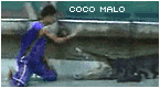 coco malo - GIF, 145x80 pixels, 11.7 KB
