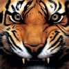 tigre - GIF, 100x100 pixels, 7.7 KB
