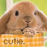 cutie bunny - GIF, 96x96 pixels, 8.1 KB
