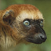 Lemur - JPEG, 100x100 pixels, 16.1 KB