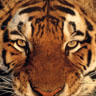 tigre - JPEG, 96x96 pixels, 18.6 KB