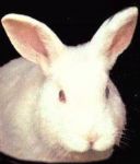 conejo blanco - JPEG, 128x150 pixels, 3.8 KB