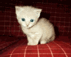 Grito - GIF, 100x80 pixels, 17 KB