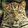 Leopardo - JPEG, 100x100 pixels, 25.6 KB