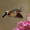 Esfinge colibrí - JPEG, 100x100 pixels, 16.1 KB