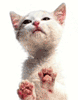 gatito - GIF, 78x100 pixels, 14.8 KB