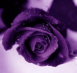 lavender rose - JPEG, 150x143 pixels, 10 KB