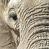 Elefante - JPEG, 100x100 pixels, 24.6 KB