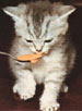 gatito comiendo - JPEG, 75x102 pixels, 2.7 KB
