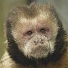 Capuchino - JPEG, 100x100 pixels, 17 KB