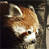 Panda rojo - JPEG, 100x100 pixels, 21.2 KB