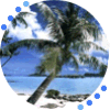 PALMERA - GIF, 100x100 pixels, 27.9 KB